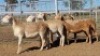 1X MEATMASTER PREGNANT EWE Collet Farming CC - 2