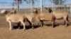 1X MEATMASTER EWE Collet Farming CC