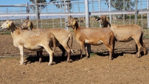 1X MEATMASTER PREGNANT EWE Collet Farming CC