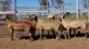 1X MEATMASTER PREGNANT EWE Collet Farming CC - 2