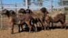1X MEATMASTER EWE Collet Farming CC