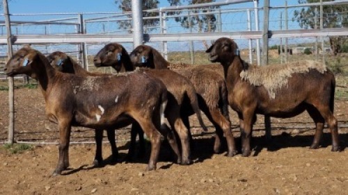1X MEATMASTER PREGNANT EWE Collet Farming CC
