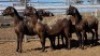1X MEATMASTER PREGNANT EWE Collet Farming CC - 2