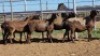1X MEATMASTER PREGNANT EWE Collet Farming CC - 3