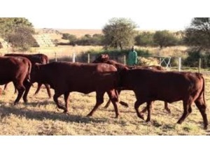 LOT 262 7 X HEIFERS READY FOR BULL / VERSE GEREED VIR BUL (Per stuk om lot te neem)