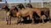 1X MEATMASTER PREGNANT EWE Collet Farming CC - 3