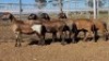 1X MEATMASTER PREGNANT EWE Collet Farming CC