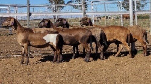 1X MEATMASTER EWE Collet Farming CC