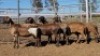 1X MEATMASTER EWE Collet Farming CC - 2
