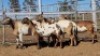 1X MEATMASTER PREGNANT EWE Collet Farming CC - 2