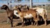 1X MEATMASTER PREGNANT EWE Collet Farming CC - 3