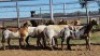1X MEATMASTER PREGNANT EWE Collet Farming CC