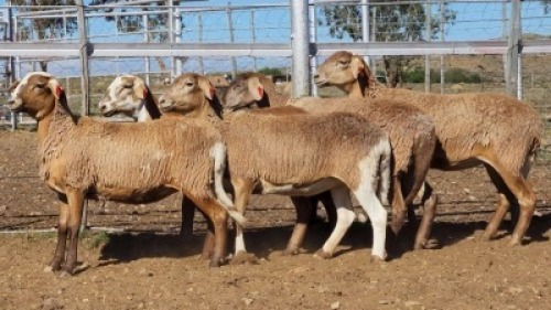 1X MEATMASTER EWE Collet Farming CC