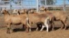 1X MEATMASTER EWE Collet Farming CC