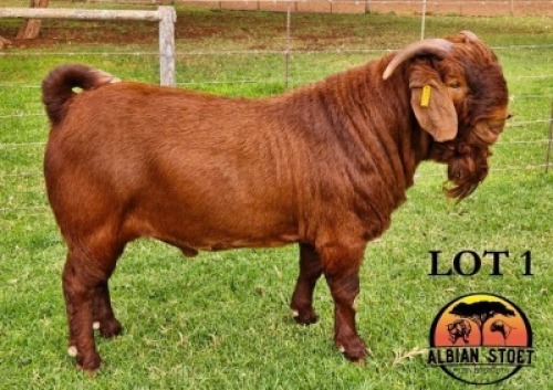 1X KALAHARI RED STUD 10-458 BUCK "BEAST" Albian Stud
