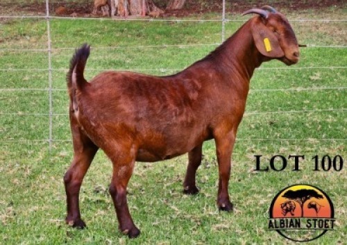 1X KALAHARI RED STUD 10-436 DOE Albian Stud