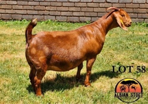 1X KALAHARI RED STUD 48-881 DOE "FINESSE" Albian Stud