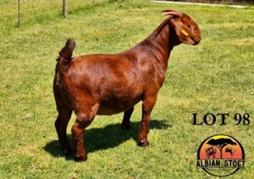 1X KALAHARI RED STUD 10-421 DOE Albian Stud