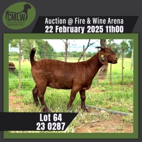 1X KALAHARI RED STUD 11-322 DOE CMLW Boerdery