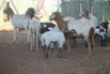 LOT 1 5 + 5 X MEATMASTER OOI MET LAM (PER STUK OM LOT TE NEEM) - 2