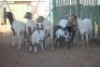 LOT 1 5 + 5 X MEATMASTER OOI MET LAM (PER STUK OM LOT TE NEEM) - 4