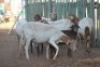 LOT 1 5 + 5 X MEATMASTER OOI MET LAM (PER STUK OM LOT TE NEEM) - 6