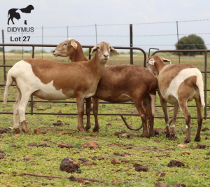 LOT 27 3X MEATMASTER DIDYMUS MEATMASTERS CHRISTOF GROBLER : 0837812076