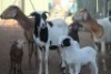 LOT 2 5 + 5 X MEATMASTER OOI MET LAM (PER STUK OM LOT TE NEEM) - 8