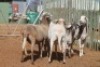 LOT 3 5 X MEATMASTER OOIE (PER STUK OM LOT TE NEEM) - 3