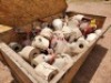 1 - ITEM Fire fighting valves and fittings