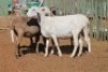 LOT 3 5 X MEATMASTER OOIE (PER STUK OM LOT TE NEEM) - 8