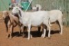 LOT 3 5 X MEATMASTER OOIE (PER STUK OM LOT TE NEEM) - 9
