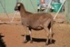 LOT 4 1 X MEATMASTER OOI (PER STUK OM LOT TE NEEM) - 2