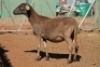 LOT 4 1 X MEATMASTER OOI (PER STUK OM LOT TE NEEM) - 3