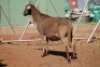 LOT 4 1 X MEATMASTER OOI (PER STUK OM LOT TE NEEM) - 6