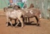 LOT 5 3 X MEATMASTER OOIE (PER STUK OM LOT TE NEEM) - 4