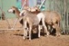 LOT 6 4 X MEATMASTER OOIE (PER STUK OM LOT TE NEEM) - 6
