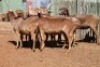 LOT 7 7 X MEATMASTER OOIE (PER STUK OM LOT TE NEEM) - 8