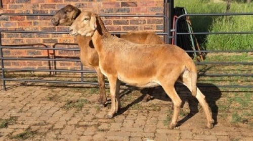 2X MEATMASTER EWE Sine Metu Farming (Per animal to take the lot)
