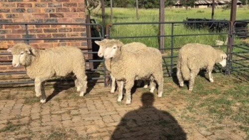 4X DORMER SHEEP RAM Sine Metu Farming (Per animal to take the lot)