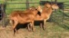 4X MEATMASTER EWE Sine Metu Farming (Per animal to take the lot)