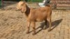 1X KALAHARI RED GOAT DOE Eldridge van Rooyen