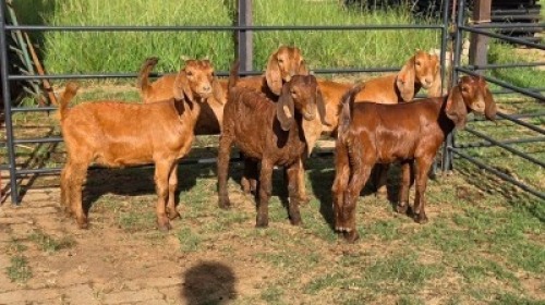 5X KALAHARI RED GOAT DOE Eldridge van Rooyen (Per animal to take the lot)