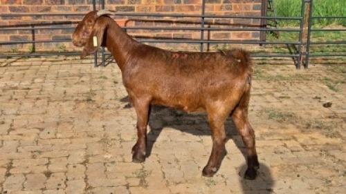 1X KALAHARI RED GOAT DOE Eldridge van Rooyen