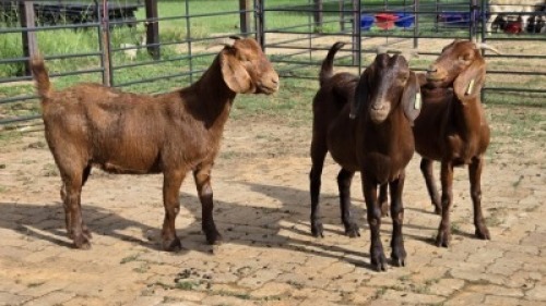 3X KALAHARI RED GOAT DOE Eldridge van Rooyen (Per animal to take the lot)