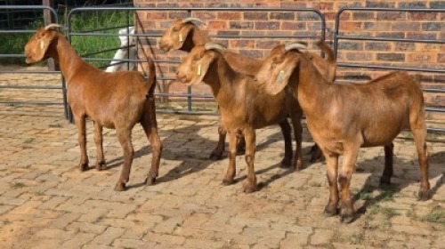 4X KALAHARI RED GOAT DOE Eldridge van Rooyen (Per animal to take the lot)