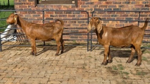 2X KALAHARI RED GOAT DOE Eldridge van Rooyen (Per animal to take the lot)