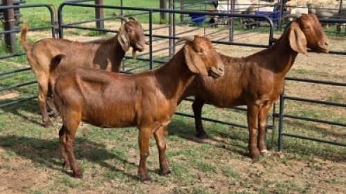 3X KALAHARI RED GOAT DOE Eldridge van Rooyen (Per animal to take the lot)