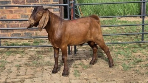 1X KALAHARI RED GOAT BUCK Eldridge van Rooyen
