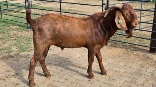 1X KALAHARI RED GOAT BUCK Eldridge van Rooyen